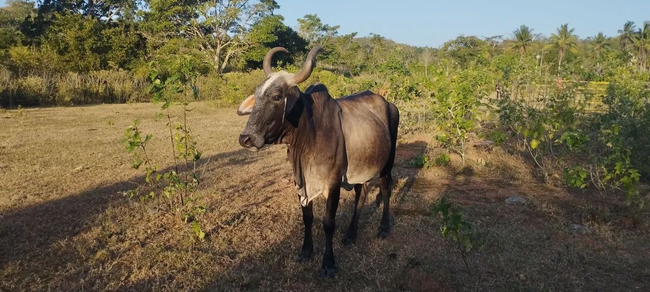 Vendo uma vaca - Foto 3