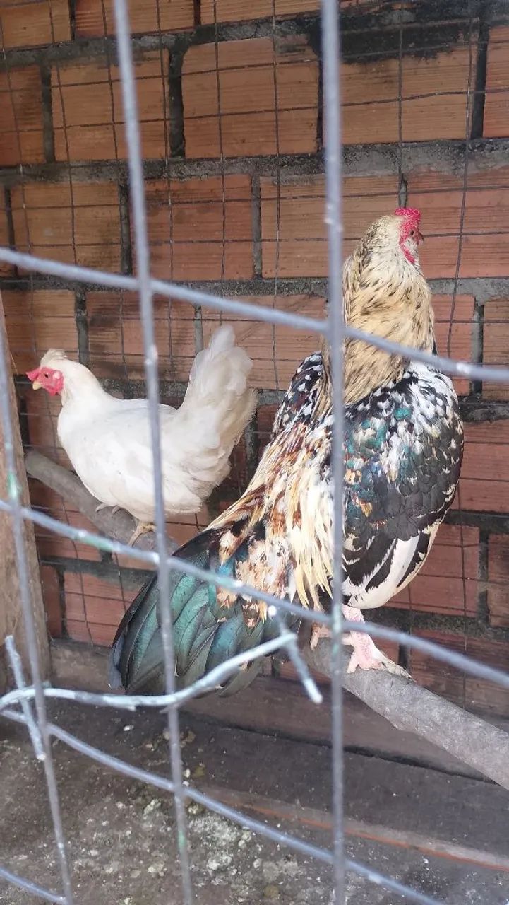Galinha 