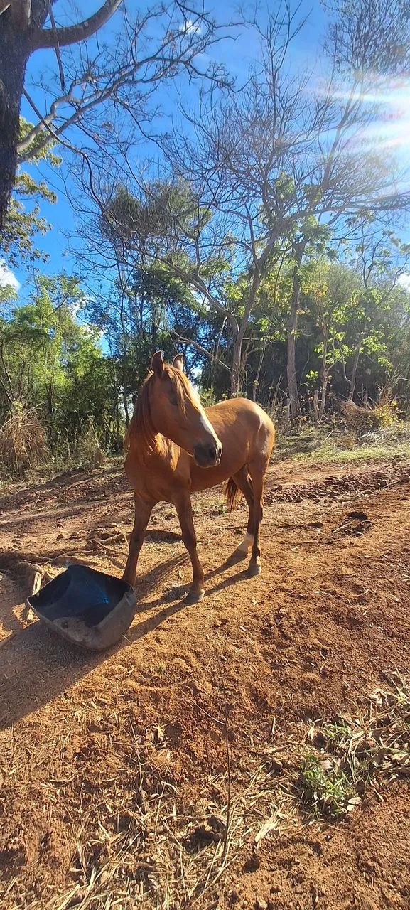 Cavalo  - Foto 5