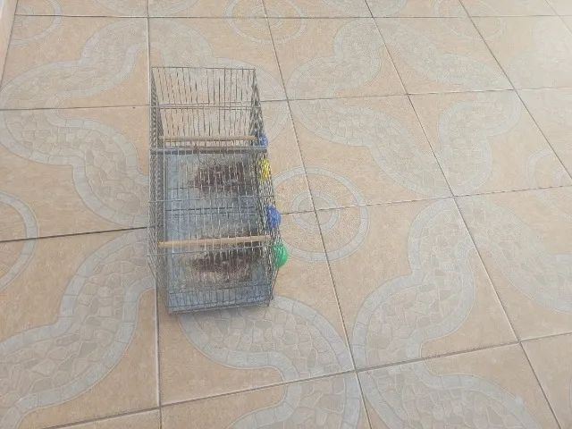 Gaiola Criadeira  - Foto 3