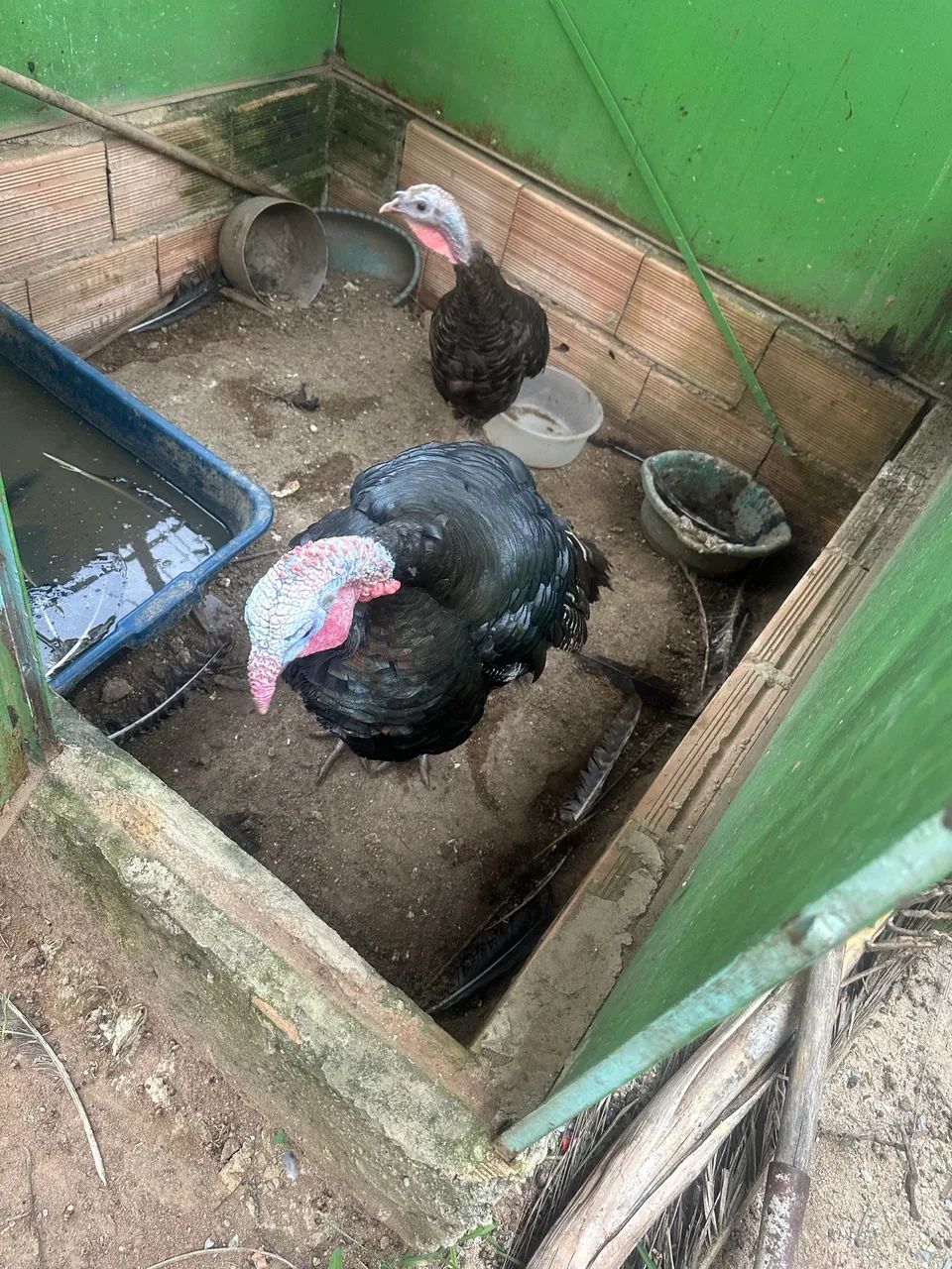 Vendo casal de Peru  - Foto 3