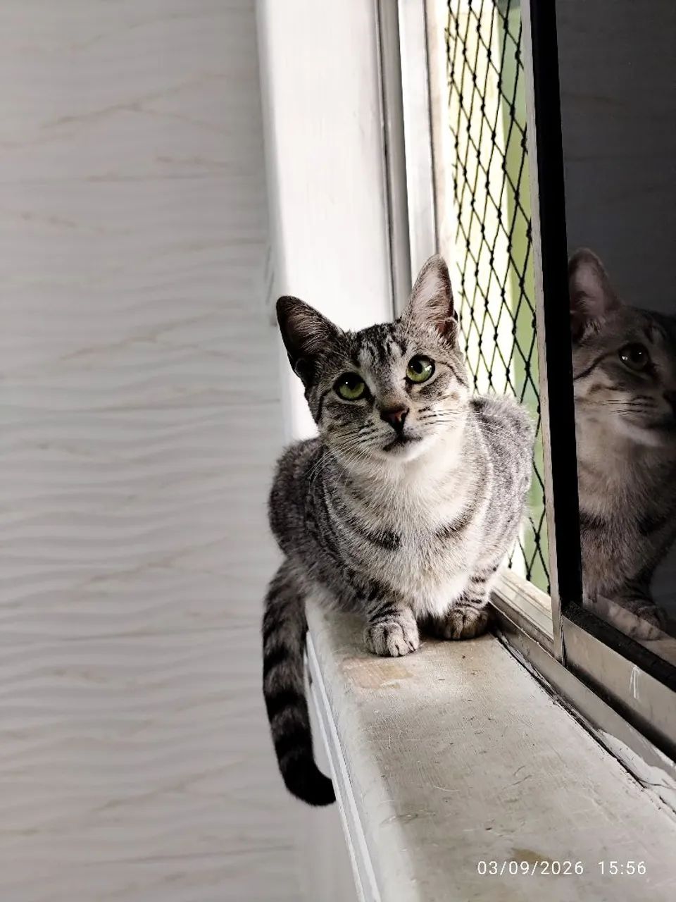 Adoção gato - Foto 3