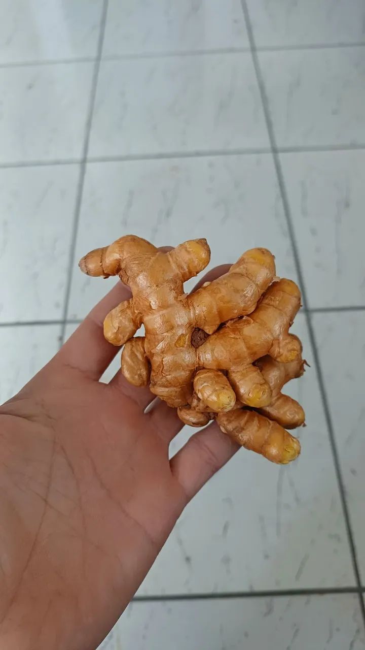 Açafrão ou curcuma - Foto 2