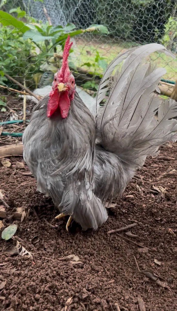 Garnisé Nagasaki Lavanda Mottled - Foto 2