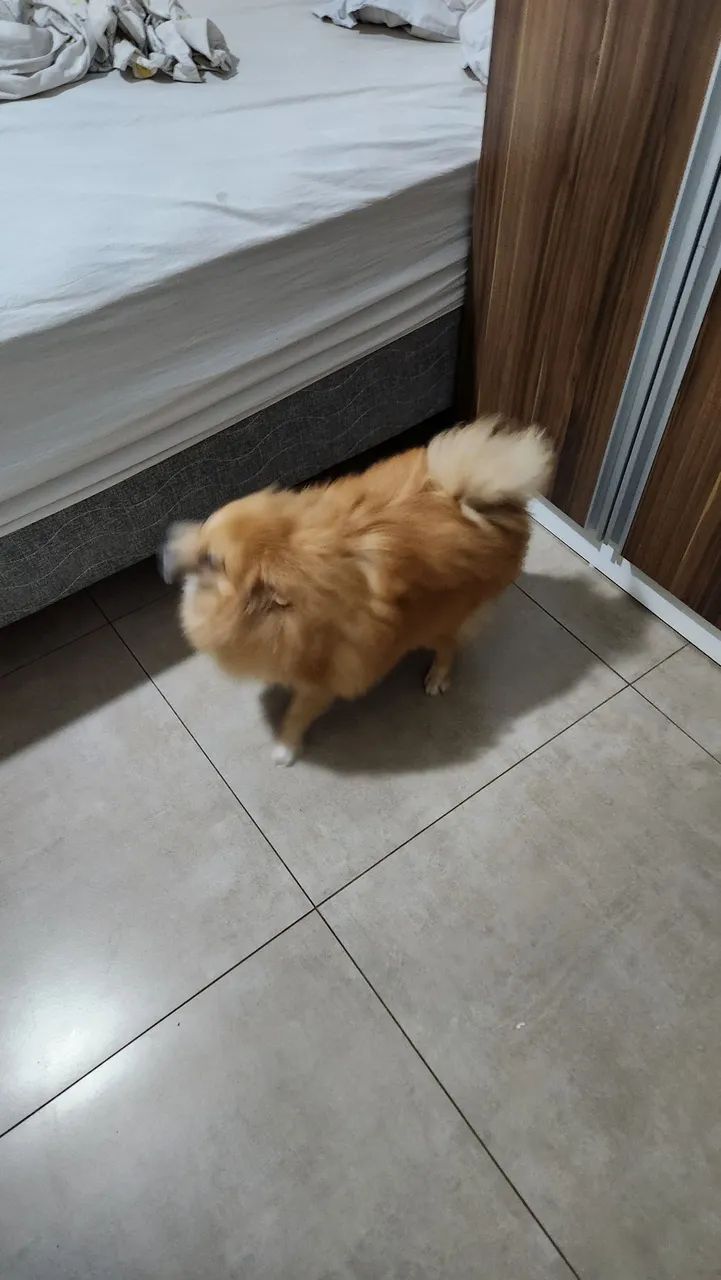 Spitz Alemão macho - Foto 5