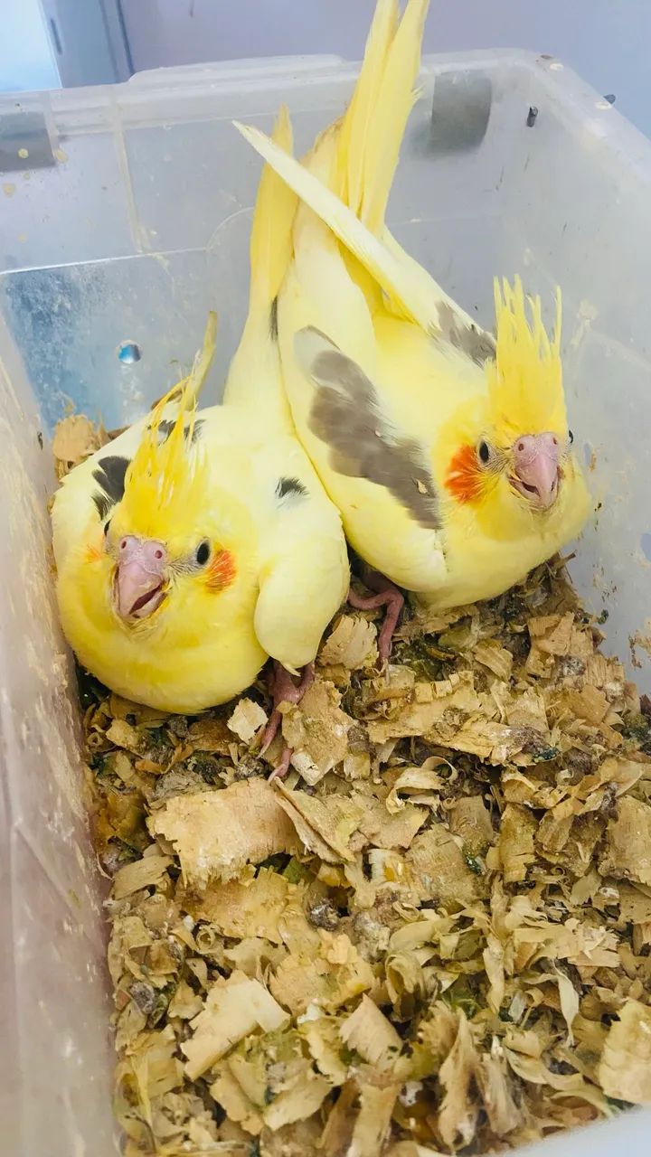 Gaiola 