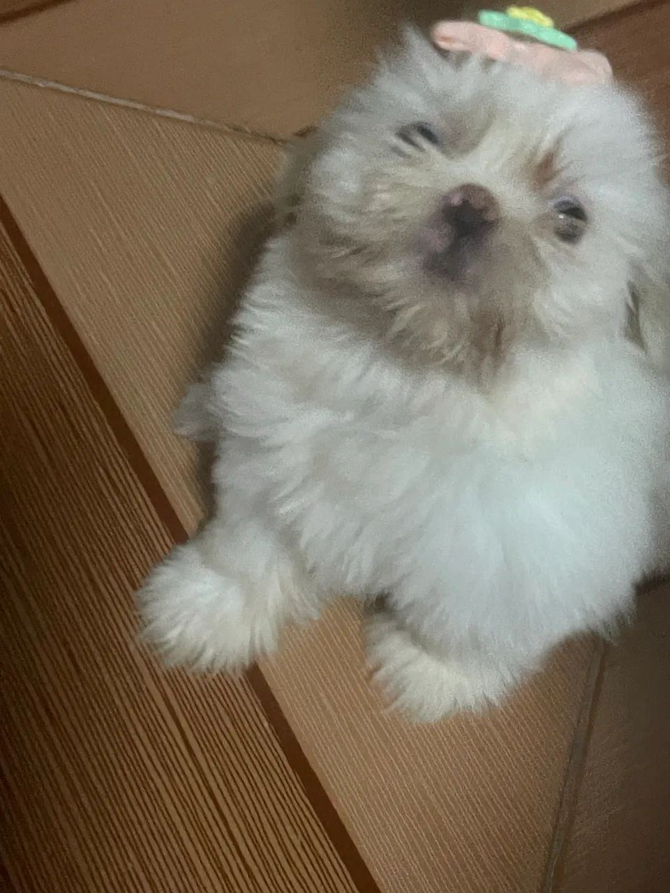 venda de  filhote de  shihtzu - Foto 5