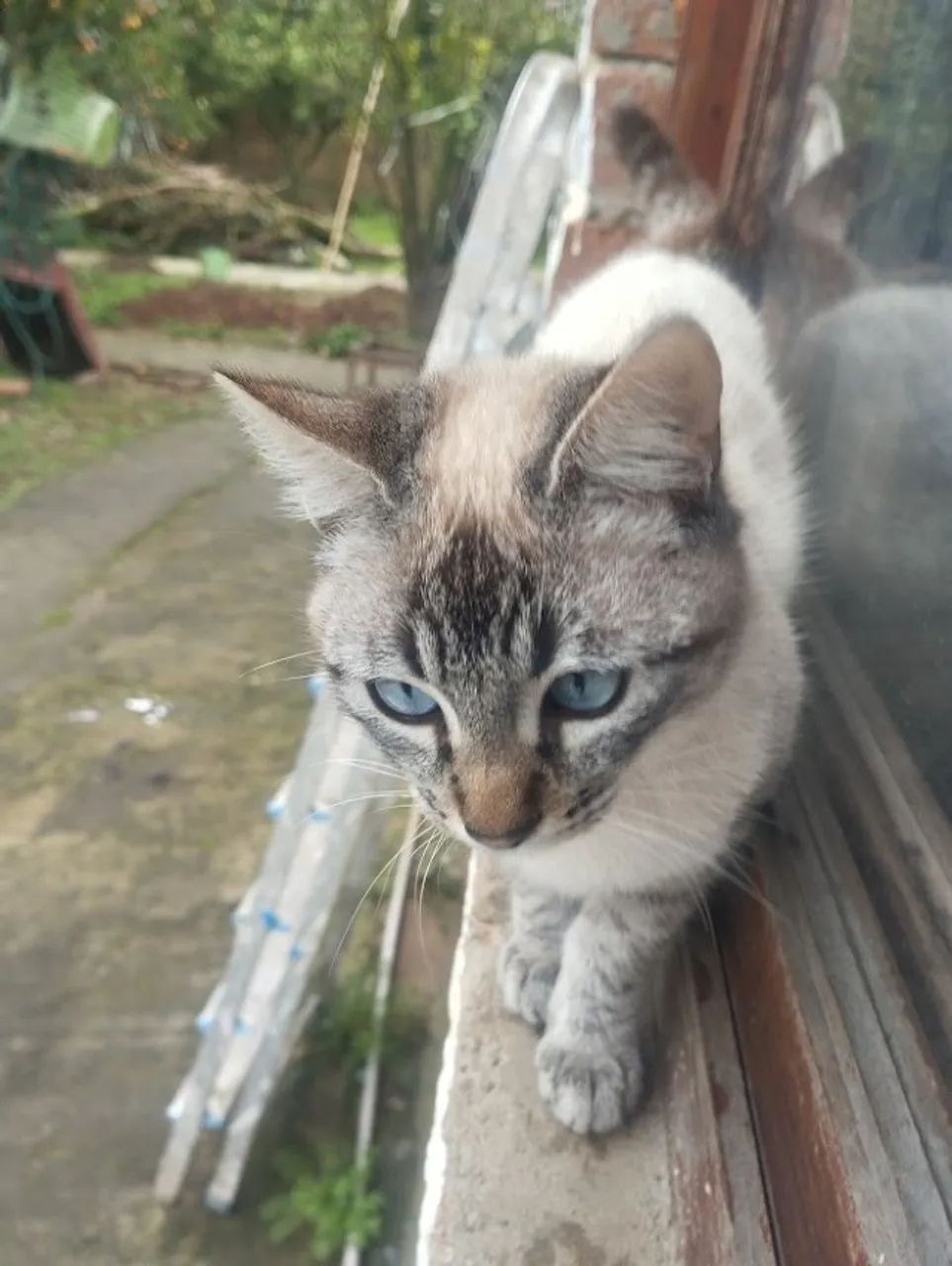 Gatinho 4 meses - Foto 3