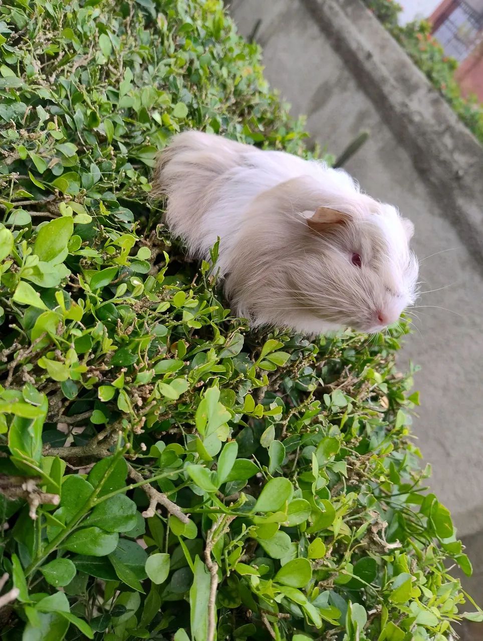 Porquinho da índia disponível 
