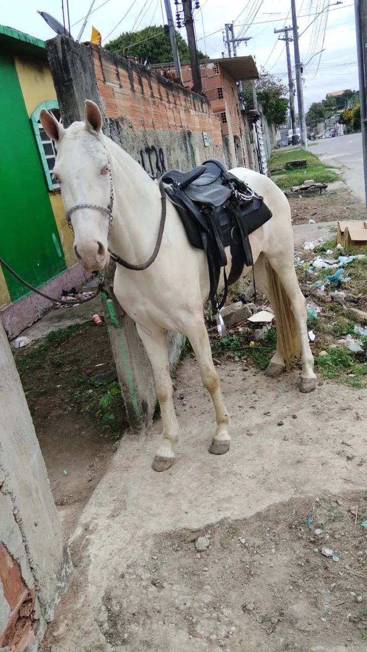     Égua Mangalarga Albina - Foto 2