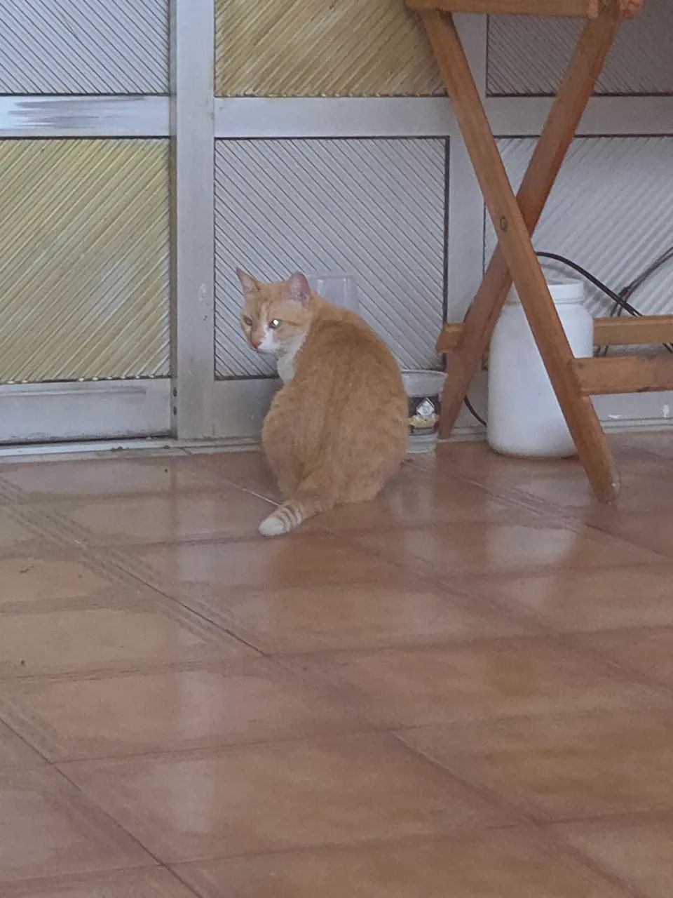 Dou em doação gata amarelo castrada  - Foto 2