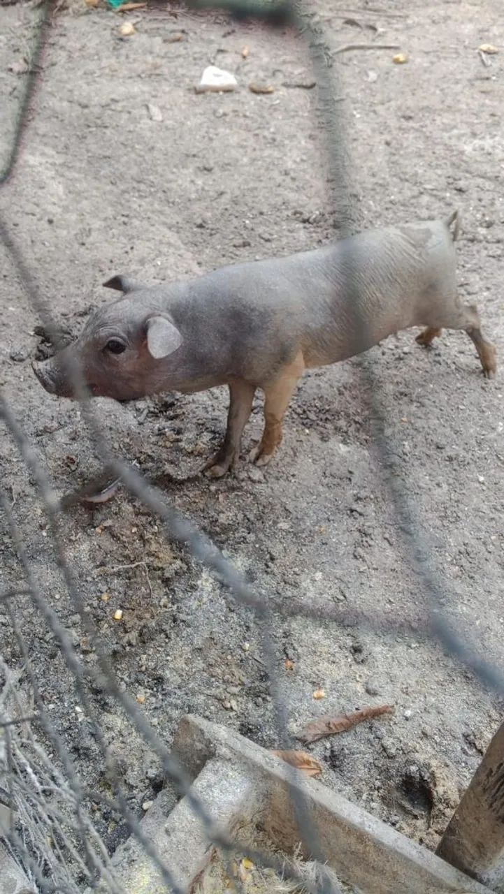 Vendo porca e leitoa  - Foto 4
