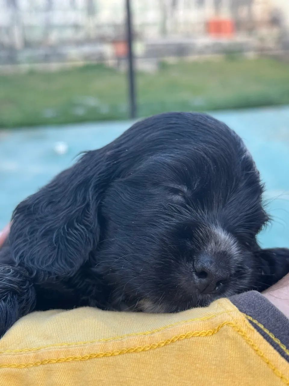 Cocker Spaniel Inglês - Foto 5