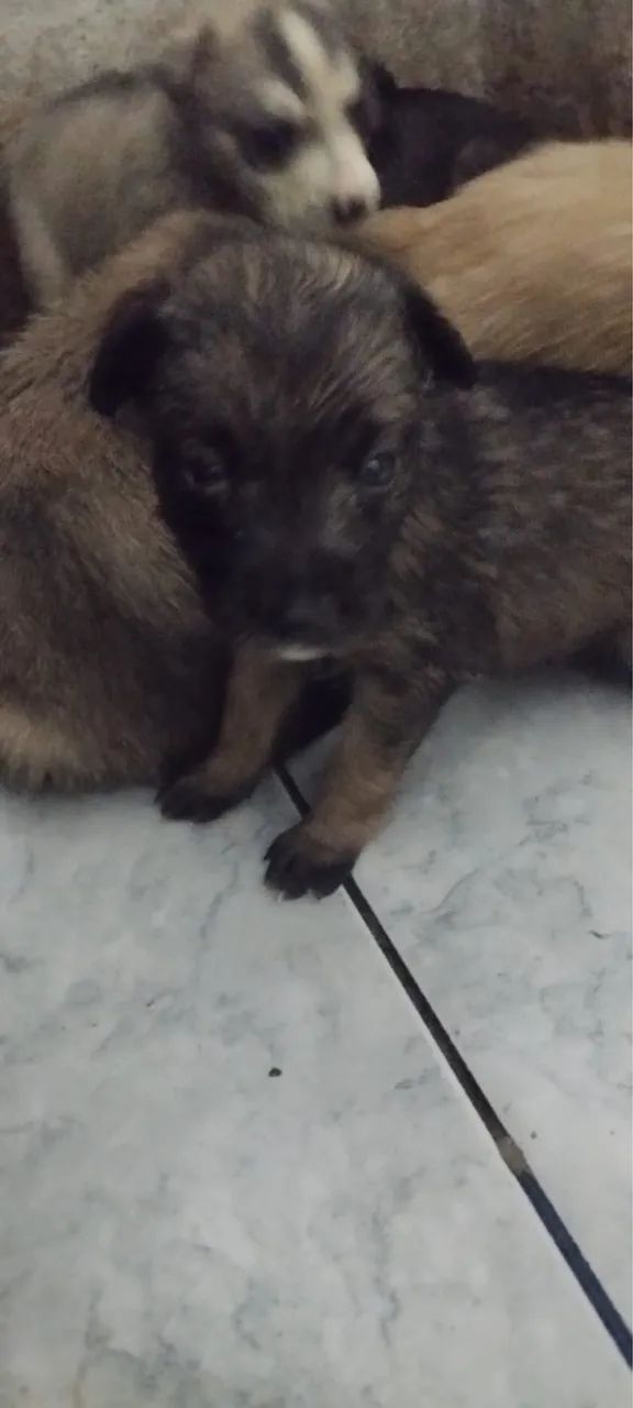 Pastor alemão com husky 