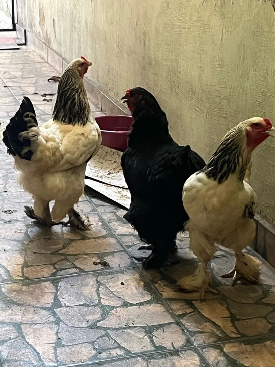 Galinhas brahmas - Foto 2