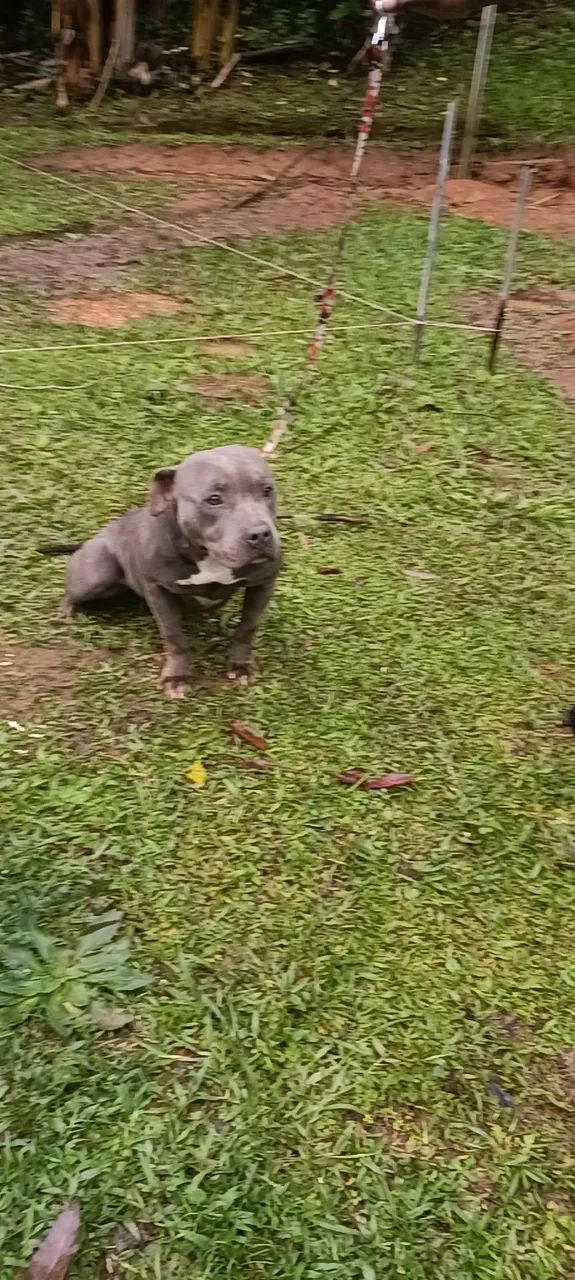 American Bully BLUE pockt