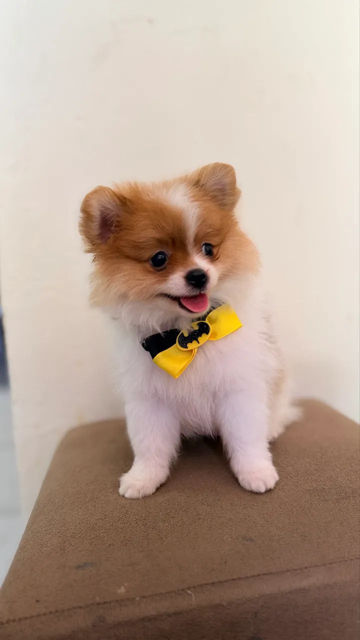 Spitz alemão  - Foto 2