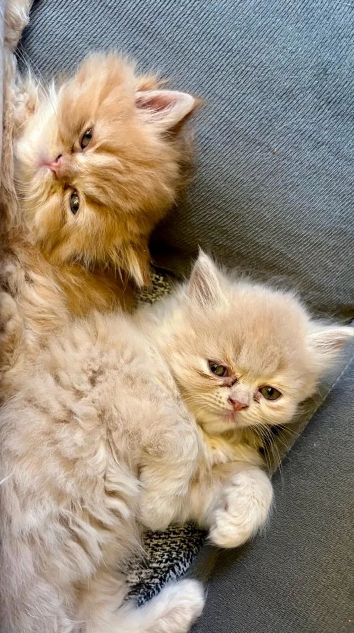 Gatos persa - Foto 2