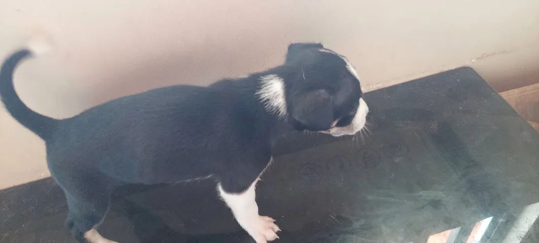 Cães - Foto 3