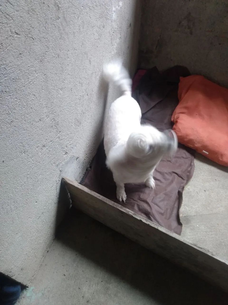 Doando o Doki - Poodle Sênior 