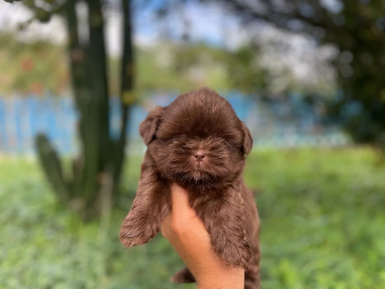 Belos Lulu com pedigree microchip  - Foto 3