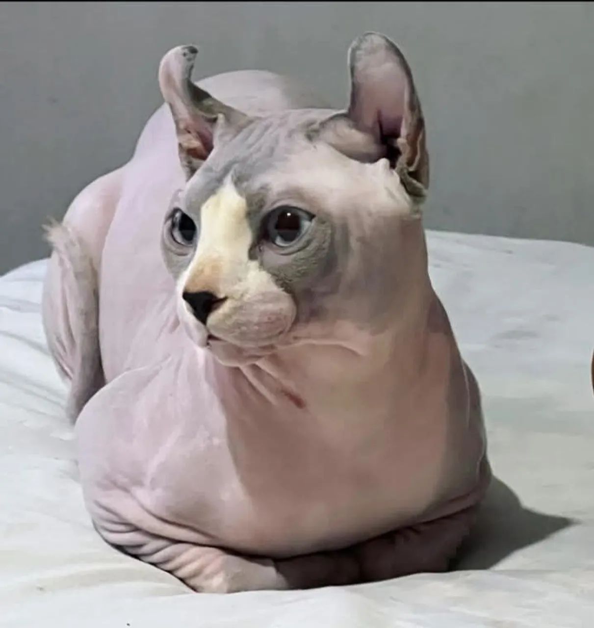 Sphynx Elf russo - Foto 4
