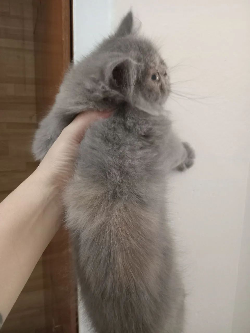 Gatas persa exotica  - Foto 3