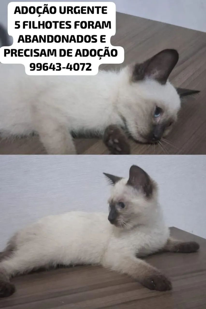 Adoção Filhote de Gato