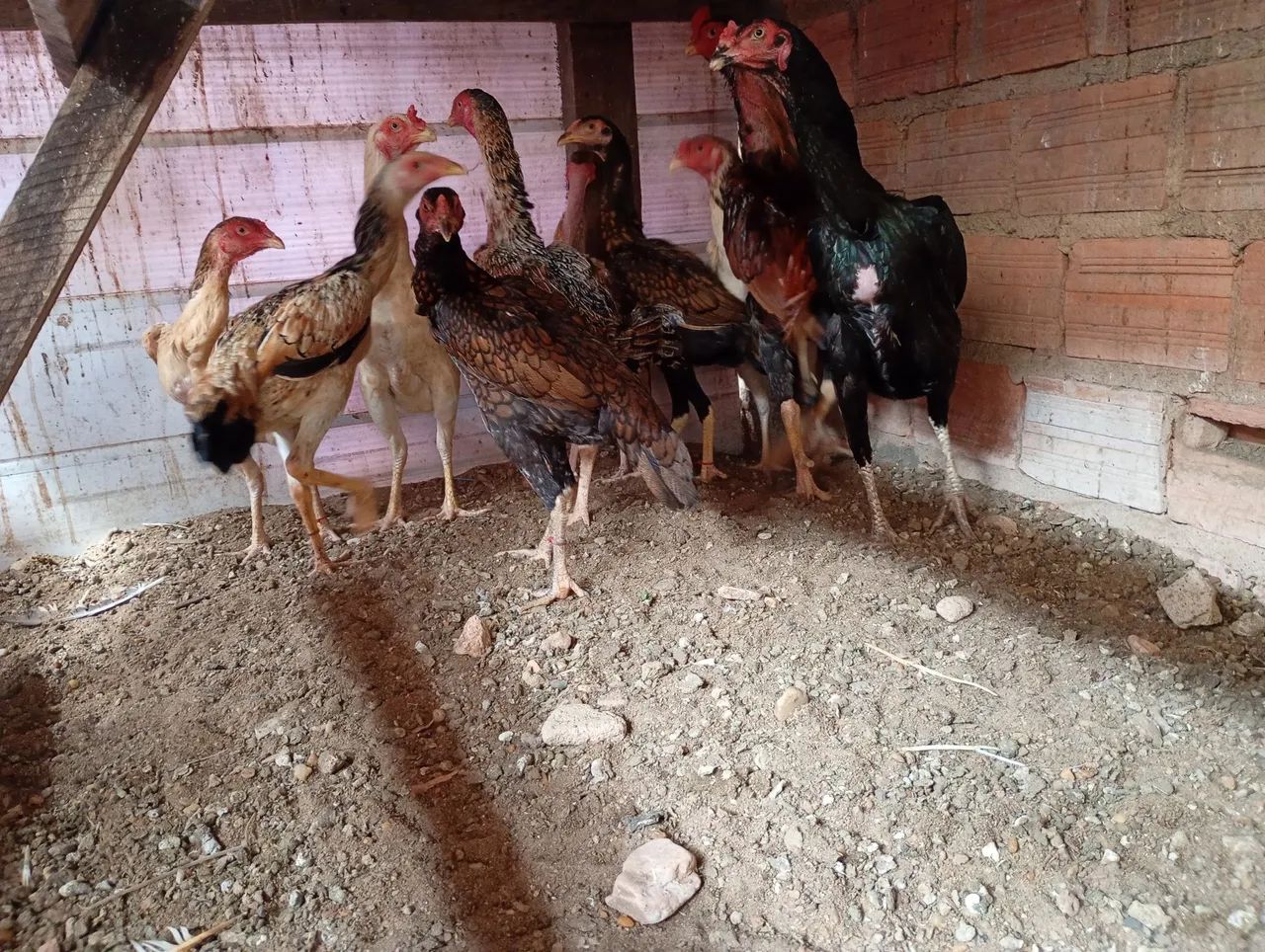Vende-se galinha e frangos - Foto 5