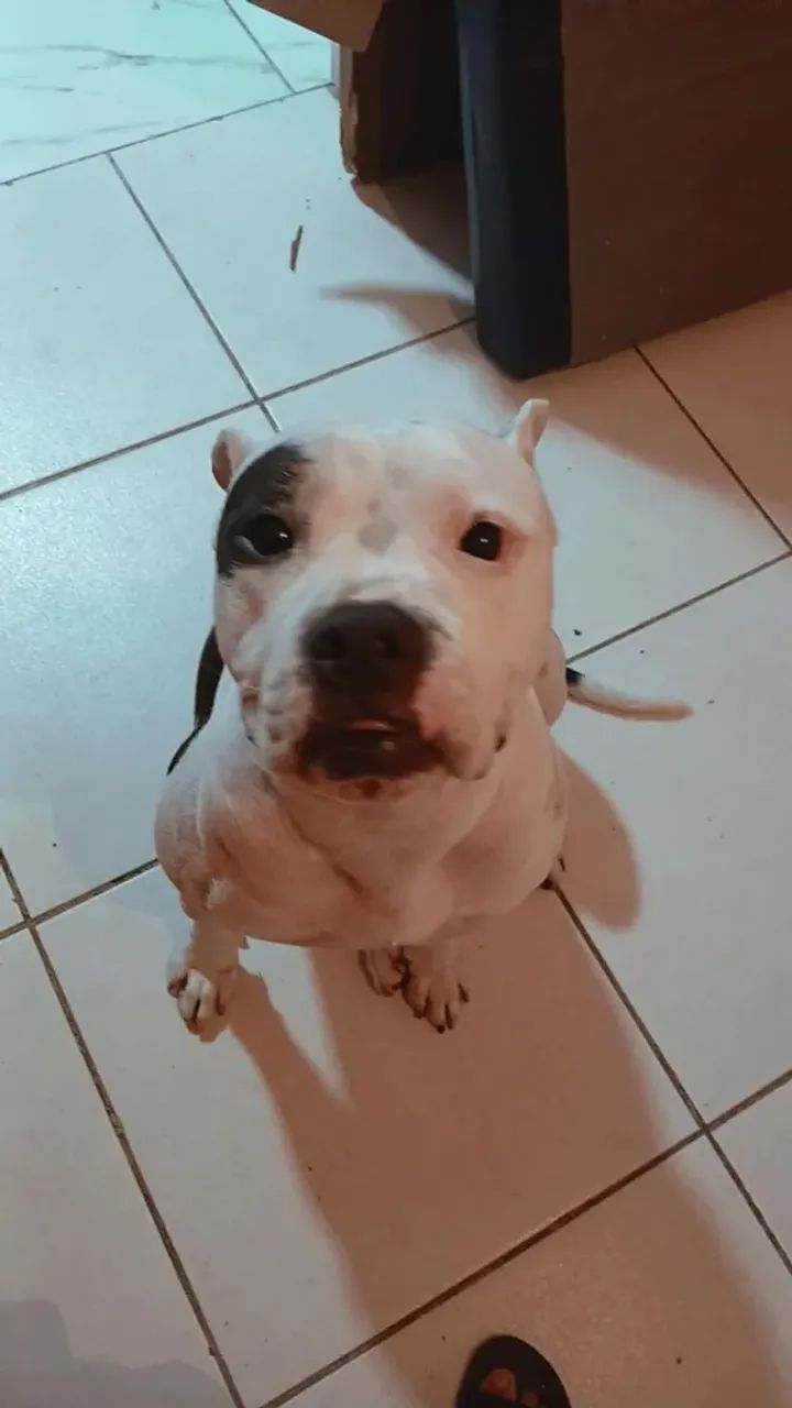 Doação de cachorro  - Foto 2