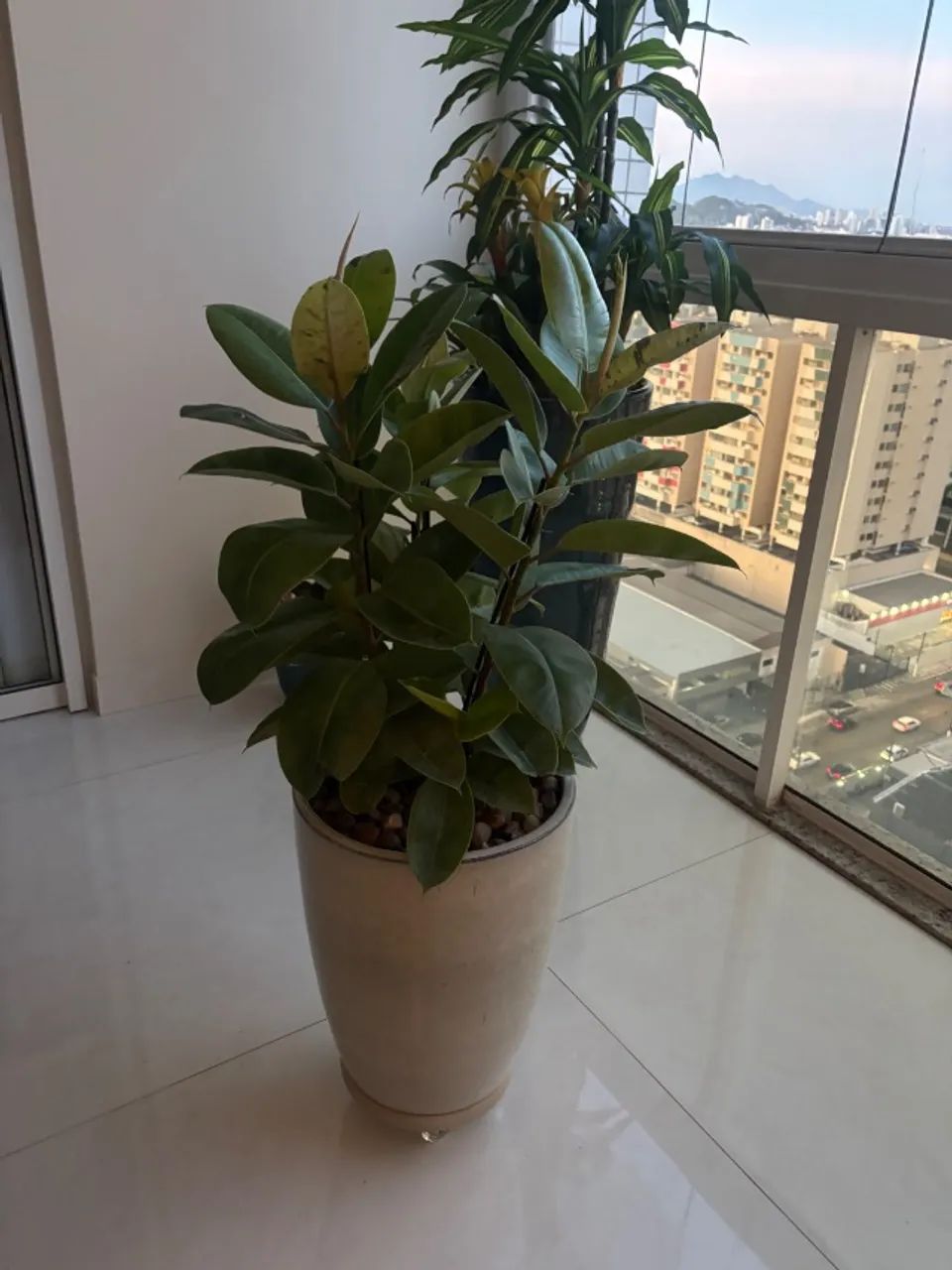 Vaso com suporte de rodinhas e planta natural  - Foto 3