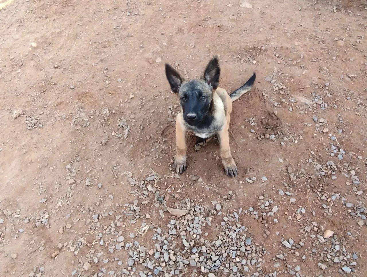 Filhotes de pastor Malinois - Foto 5