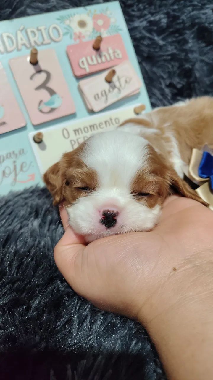 Amáveis doceis KING CHARLES  - Foto 3
