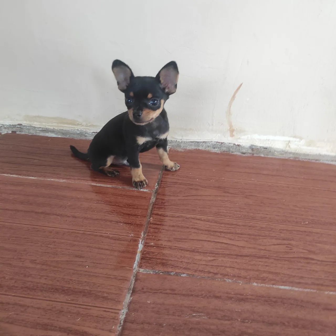 Pincher macho - Foto 2