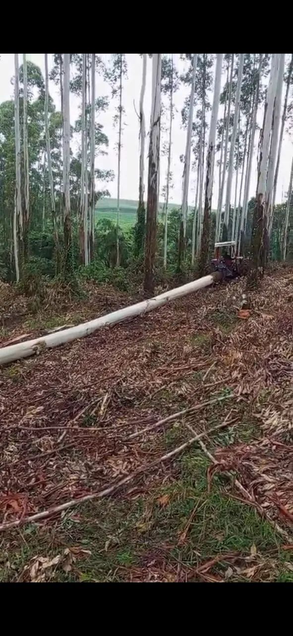 Garra florestal skider  - Foto 2