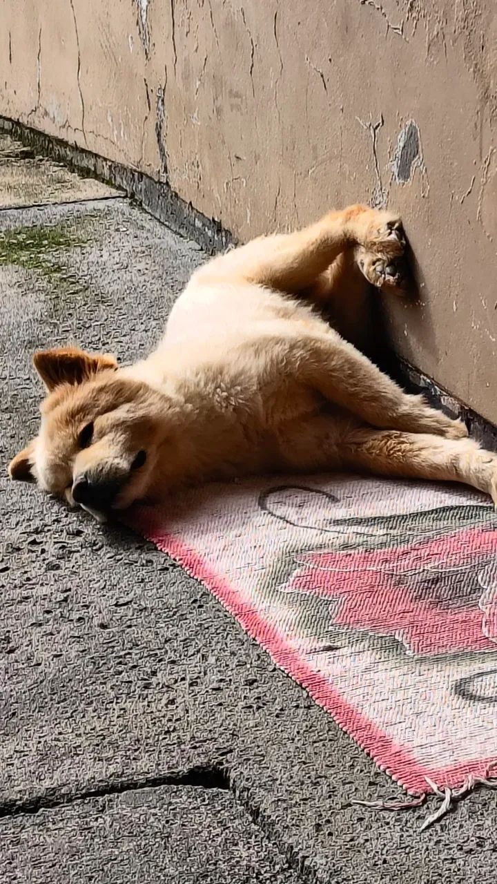 Adoção responsável 