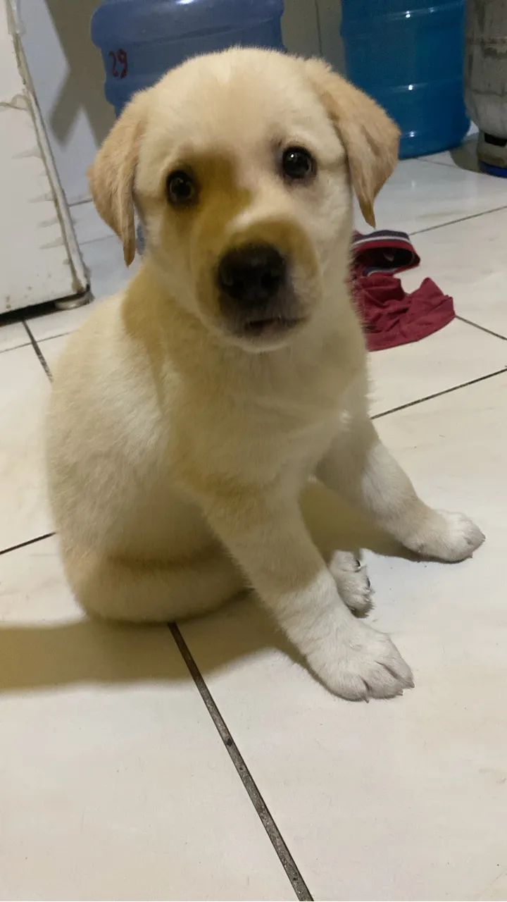 Vendo filhote de labrador - Foto 2
