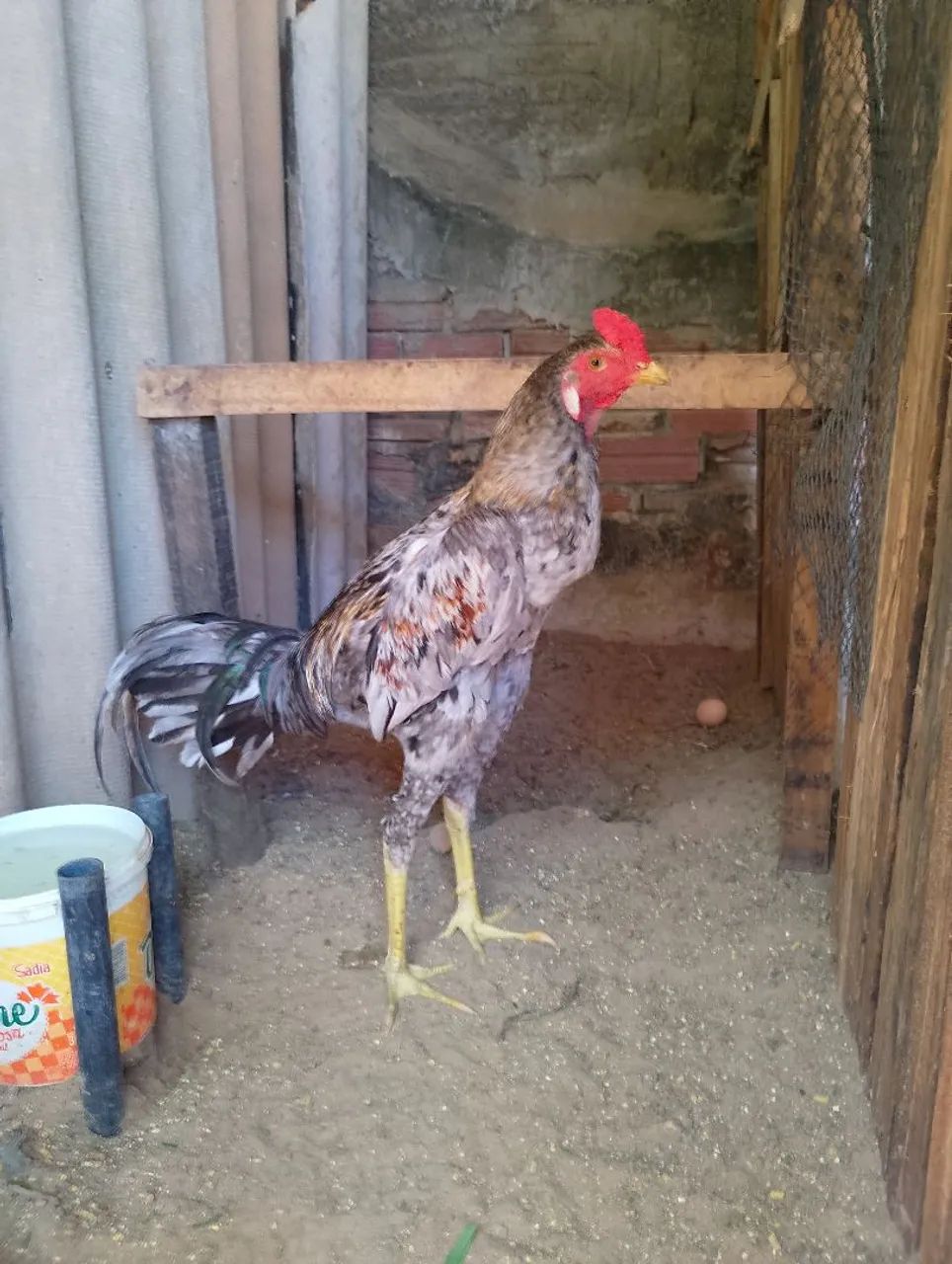 Frango  - Foto 4