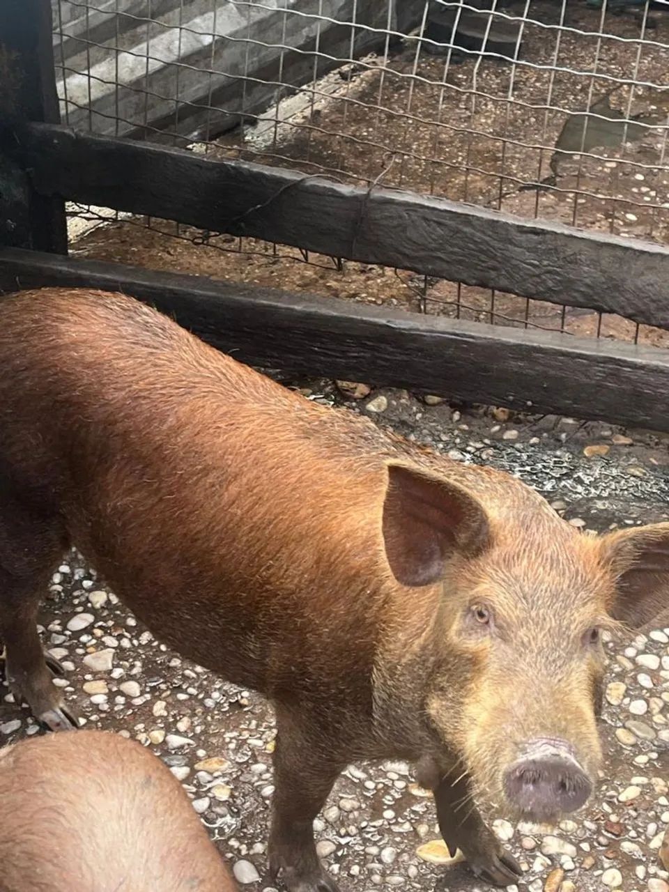 Porco caipira - Foto 2