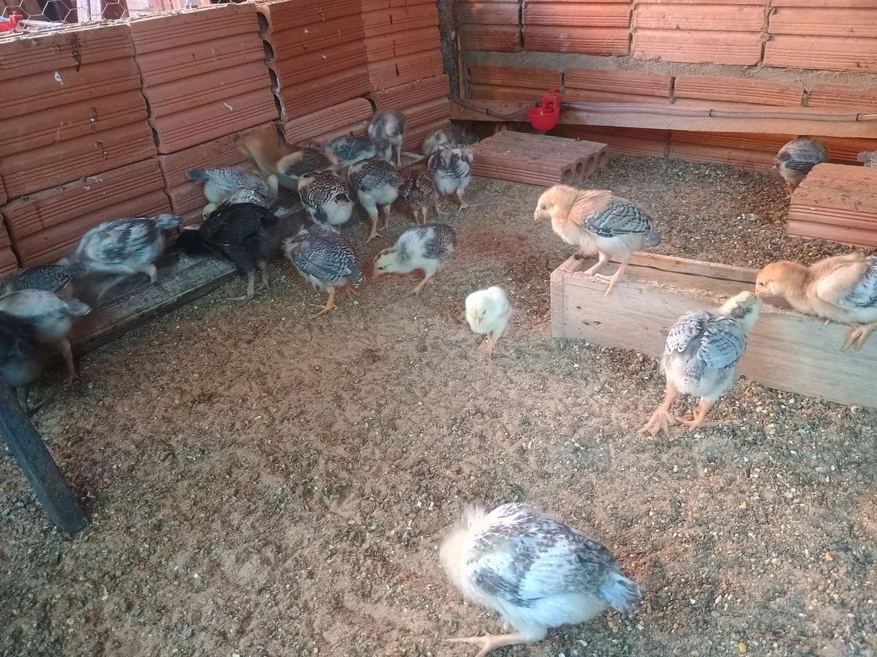 Pintinhos Caipira índio charrua  - Foto 5