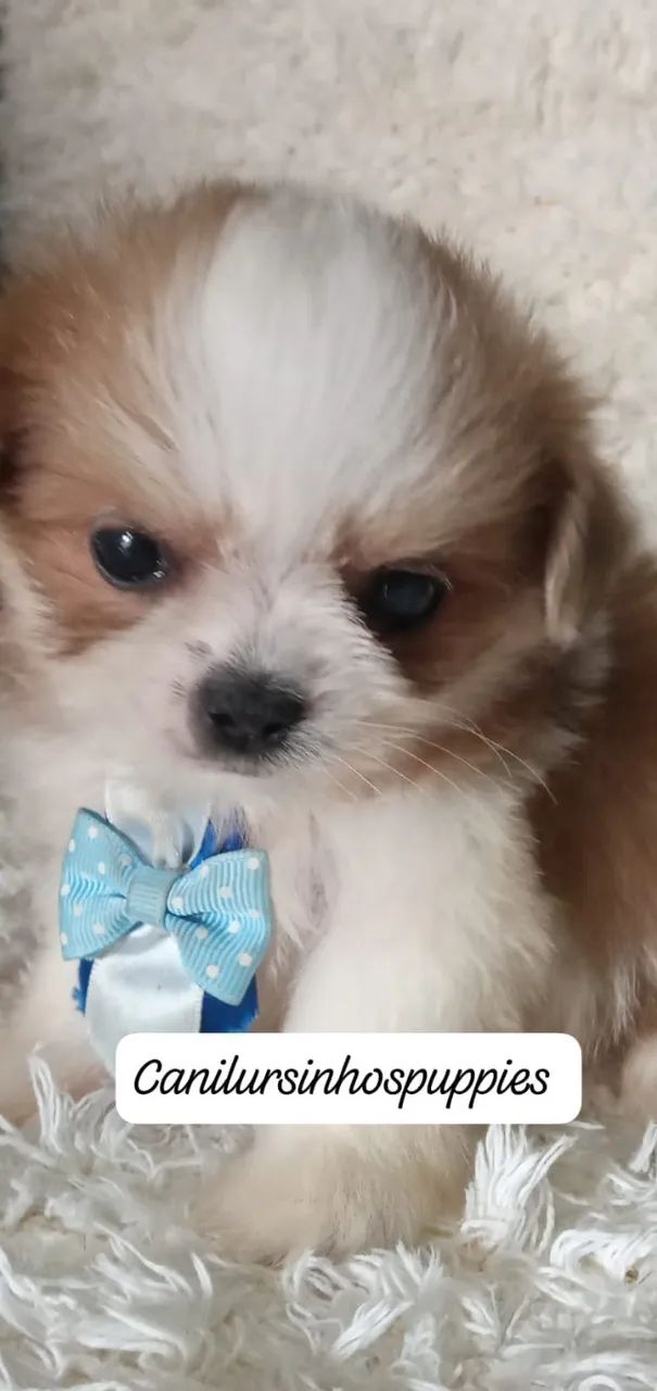 lhasa apso seu bebe esta aqui entrega já  - Foto 3