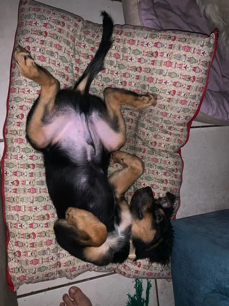 Cachorro pra adoção  - Foto 5