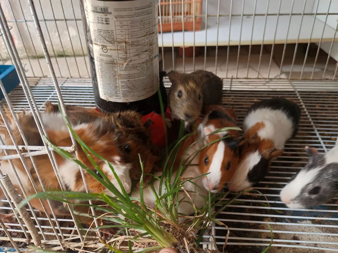 Porquinhos da índia  - Foto 3