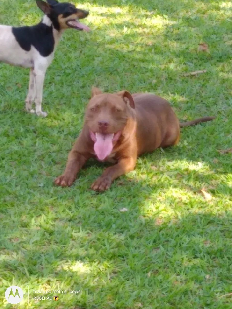 Cachorro  - Foto 3