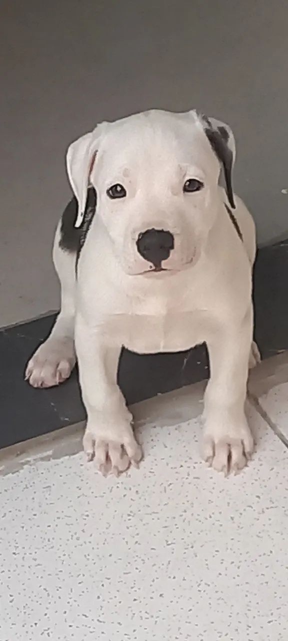 Filhote de pitbull 