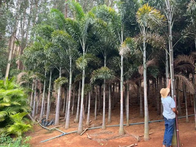  PLANTAS PARA PROJETOS DE PAISAGISMO - Foto 4