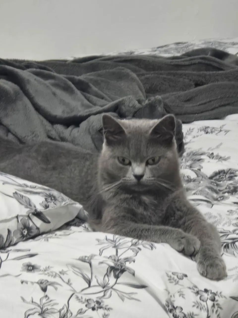 Gata Persa procura namorado Persa  - Foto 2