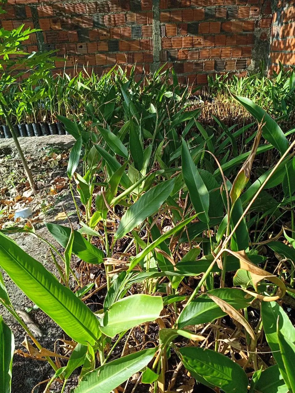 Mudas planta Capavile