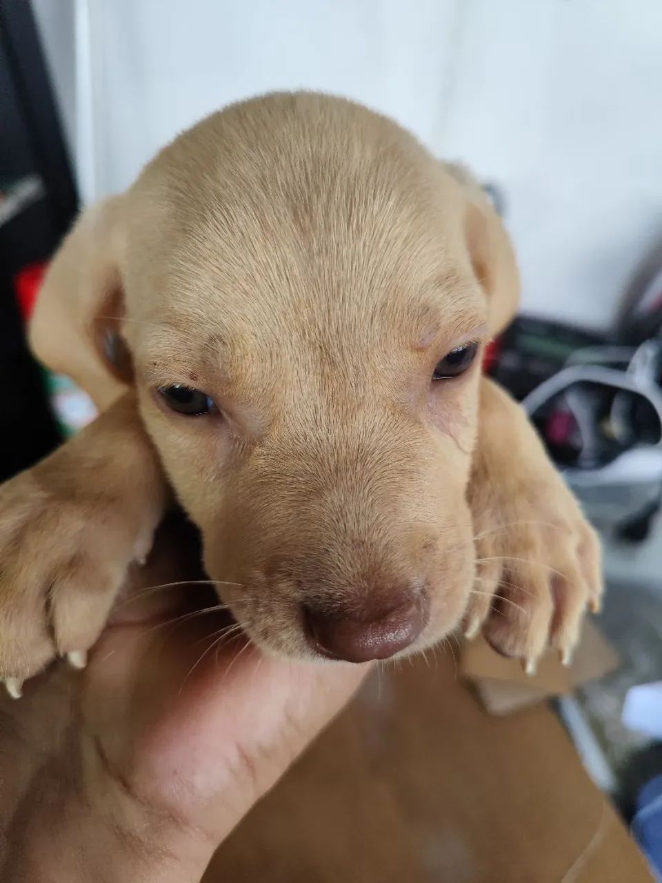 cachorro 