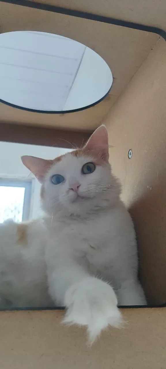 Gata Laranja, castrada  - Foto 2
